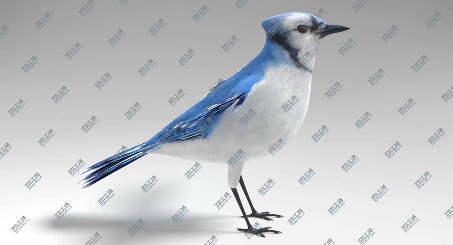 images/goods_img/202104022/Blue Jay Animated 3D model/2.jpg